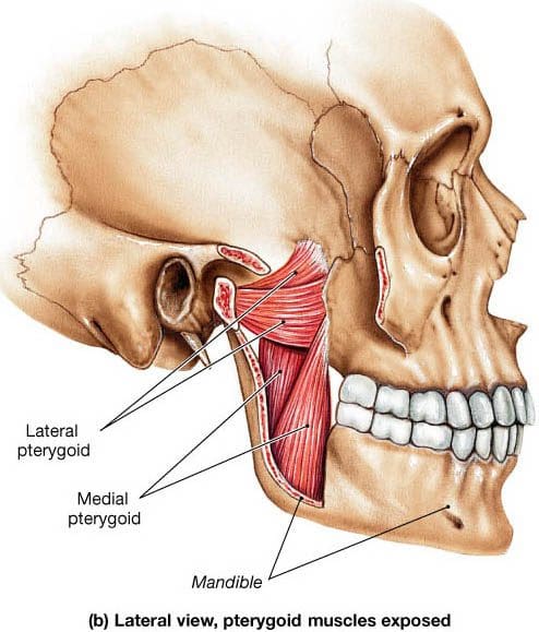pterygoid muscle Sheddon Physioyherapy Sports Clinic Oakville Mississauga