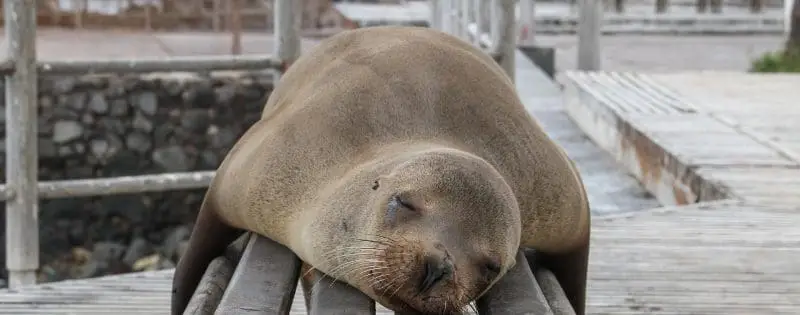 SLEEP: The Key to a Quick Recovery