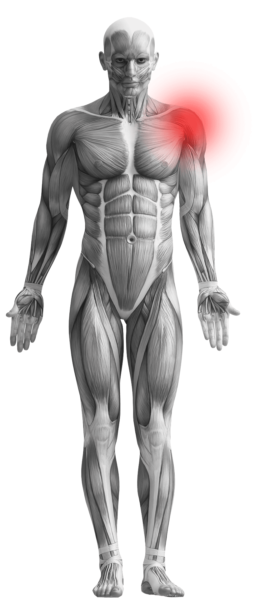 human body