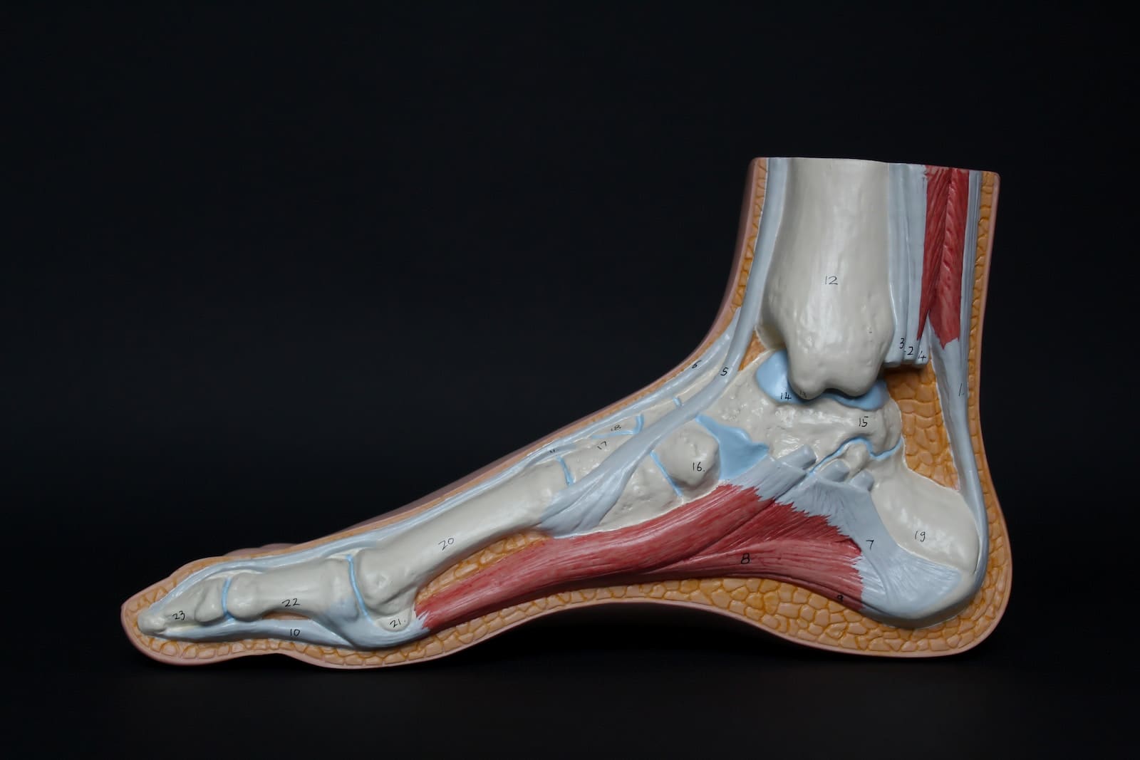 Achilles Tendon Injury Prevention – from the physiotherapists from the Oakville and Burlington clinics