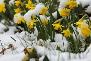 flowers in the snow