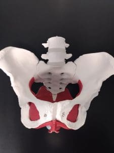 pelvic health anatomy pelvic health anatomy