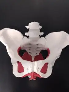 pelvic health anatomy