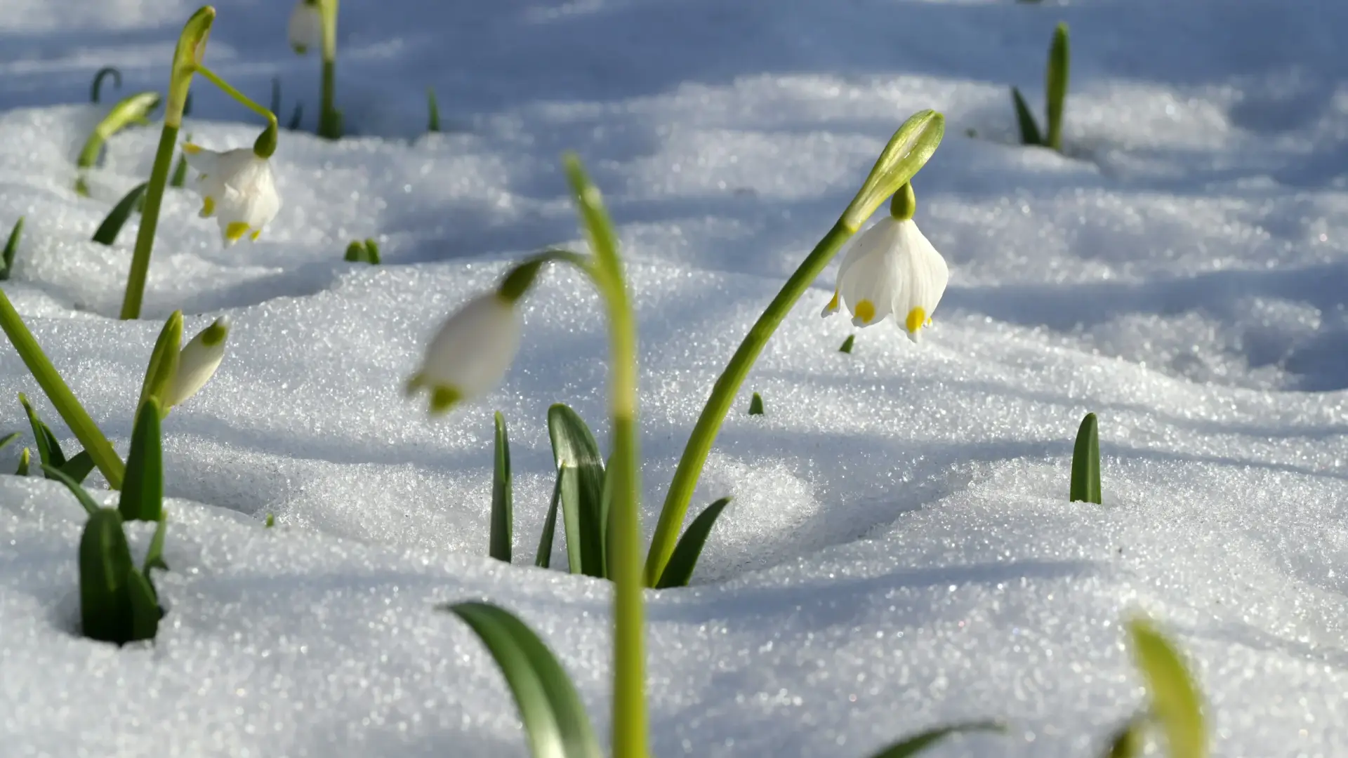 Spring Season and BPPV Cases, Oakville