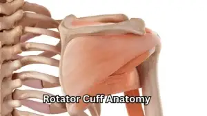 Understanding Rotator Cuff Injuries and Healing Time, Oakville